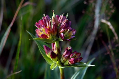 Purple Gentian (Gentiana purpurea)