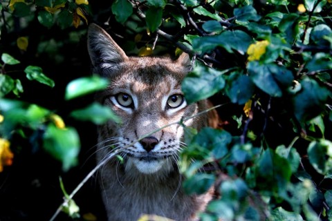 Lynx