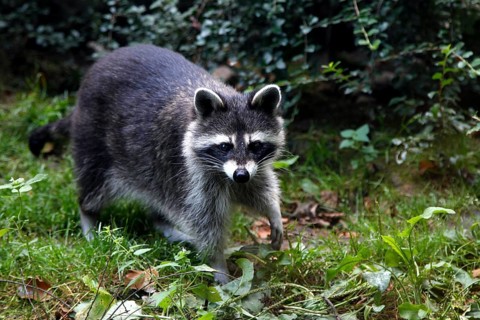 Raccoon