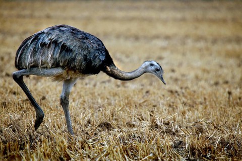 Nandu in the valley of the Wakenitz