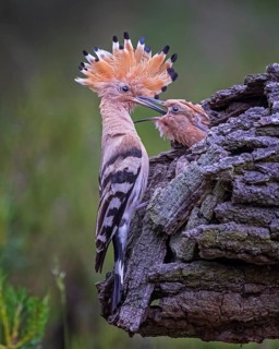 Hoopoe (Upupa epops) Old bird feeding young birds at the breeding hole