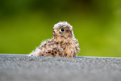 Common Common Kestrel (Falco tinnunculus)