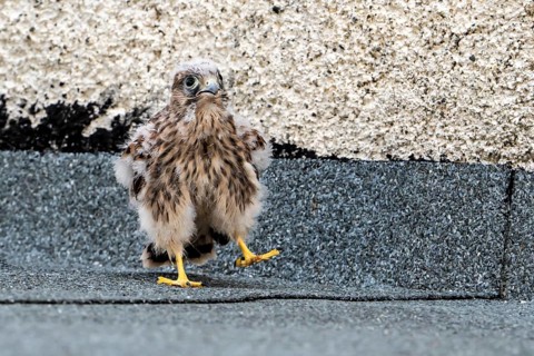Common Common Kestrel (Falco tinnunculus)