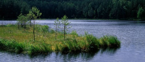 Floating island or oscillating grass in the Zakret Nature Reserve
