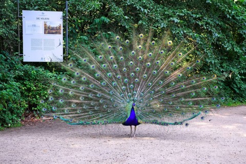 Indian peafowl (Pavo cristatus) Beating a wheel