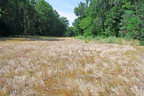 Typical landscape