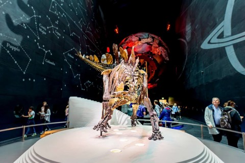 Skellet of a Stegosaurus dinosaur