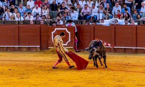 Matador with muleta with running bull