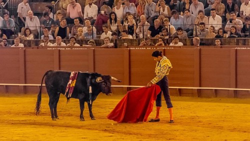 Matador with muleta standing in front of bull