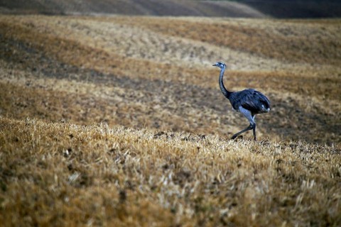 Nandu in the valley of the Wakenitz