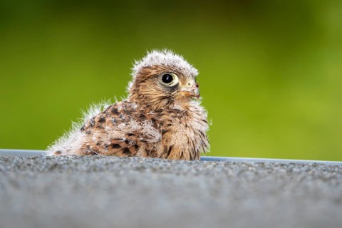 Common Common Kestrel (Falco tinnunculus)