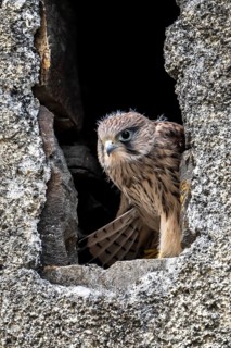 Common Common Kestrel (Falco tinnunculus)