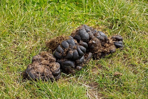 Horse droppings