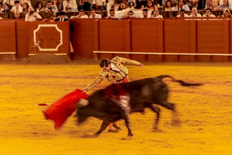 Matador with muleta with running bull