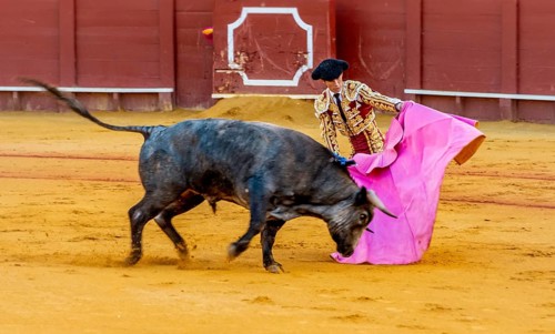 Banderillero with capa with running bull