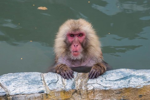 Hot-Tubbing Monkeys