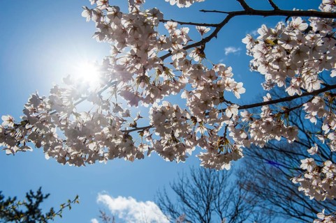 Close up from Cherry blossom in the Hakodate park