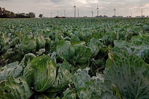 Kale field
