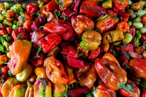 Peppers for sale