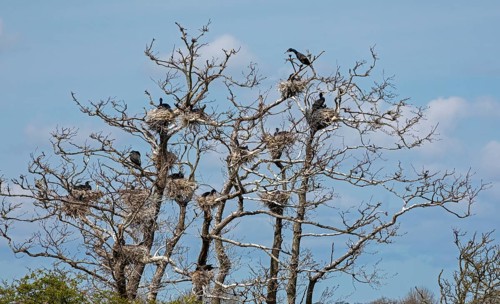 Cormorant breeding colony