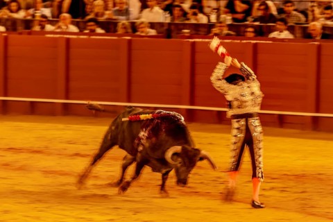 Banderillero with bull