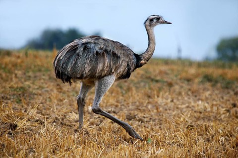 Nandu in the valley of the Wakenitz