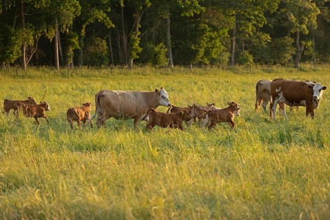 Cattle on pasture