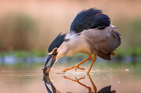Black-crowned night heron (Nycticorax nycticorax) with captured fish