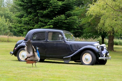 Oldtimer Citroen Traction 11 BL legere from 1957 in black