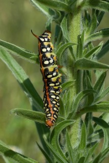 Spurge hawk moth (Celerio euphorbiae) foraging on host plant