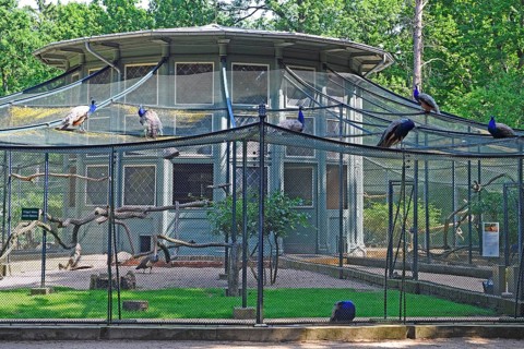 Aviary