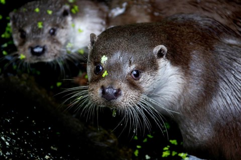 Otter
