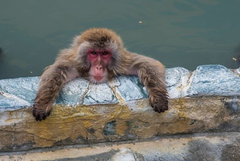 Hot-Tubbing Monkeys