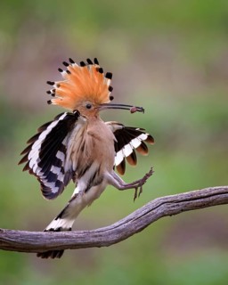 Hoopoe (Upupa epops) landing with spider as prey