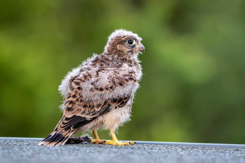 Common Common Kestrel (Falco tinnunculus)