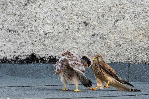 Common Common Kestrel (Falco tinnunculus)
