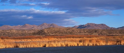 Wintering area of snow geese Bosque del Apache Nature Reserve