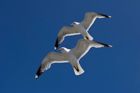 Two Gulls (Larus canus) flying synchronously with a recognisable hand-wing pattern