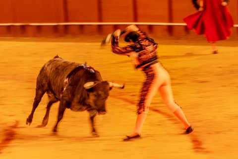 Banderillero with bull