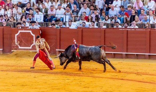 Matador with muleta with running bull