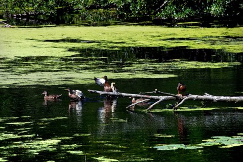 Ducks on the Wakenitz