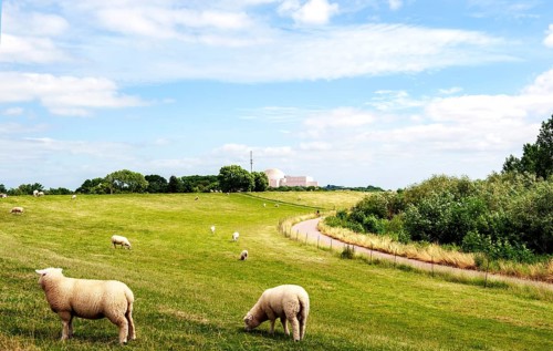Sheep at the Elbe dike of Brokdorf