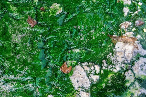 Green sulphur