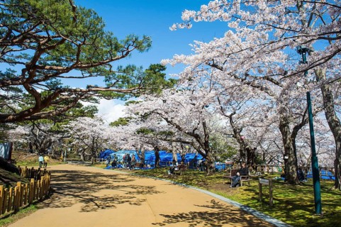Cherry blossom in the Hakodate park
