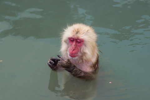 Hot-Tubbing Monkeys