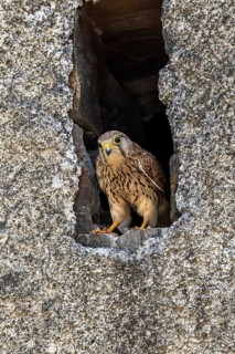 Common kestrel (Falco tinnunculus)