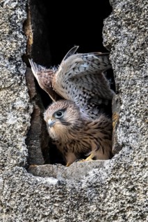 Common Common Kestrel (Falco tinnunculus)