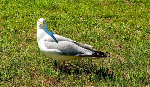 Lesser black-backed gull (Larus fuscus) in Greetsiel