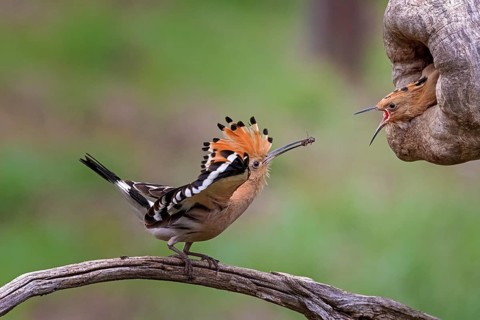 Hoopoe (Upupa epops) Old bird feeding young birds at the breeding hole