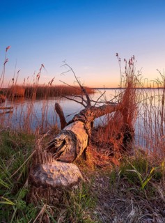 Tree felled by beaver on the Peene River
